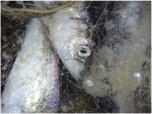 Beltic herring